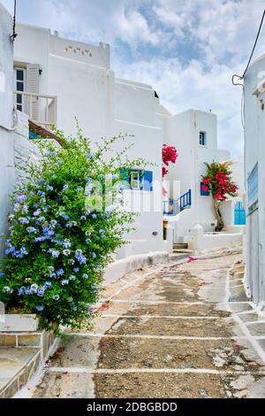 Malerische schmale Straße mit traditionellen weiß getünchten Häusern mit blühenden Bougainvillea Blumen von Naousa Stadt in berühmten Touristenattraktion Paros ist Stockfoto