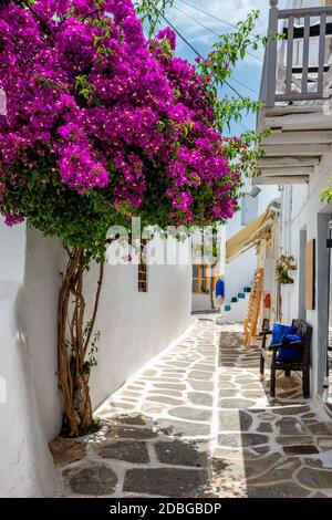 Malerische schmale Straße mit traditionellen weiß getünchten Häusern mit blühenden Bougainvillea Blumen von Naousa Stadt in berühmten Touristenattraktion Paros ist Stockfoto