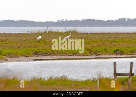 Zuchtpaar Whooping Cranes Fütterung in einem Feuchtgebiet in Aransas National Wildlife Refuge in Texas Stockfoto