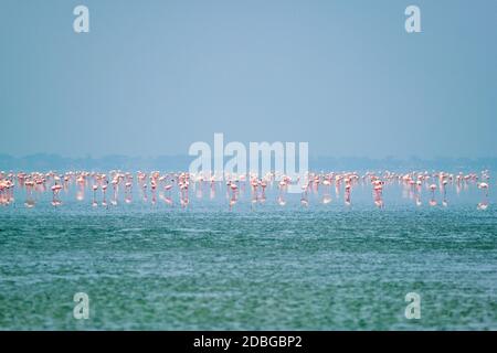 Rosa Flamingo Vögel zu Fuß in der Sambhar Salt Lake in Rajasthan. Indien Stockfoto