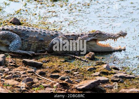 Snub Noced Marsh Krokodil Räucherkrokodil (Crocodylus palustris) ist ein Krokodil, der in Süßwasser in Indien beheimatet ist. Ranthambore National Park, Rajastha Stockfoto