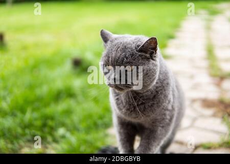 Graue chartreux Katze mit gelben Augen sitzt im Freien. Stockfoto
