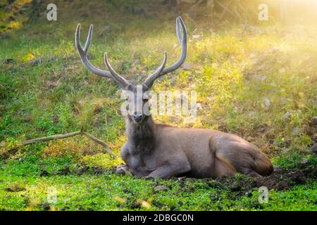 Männliche Sambar (Rusa unicolor) Rehe, die im Wald ruhen. Sambar ist ein großer Hirsch, der auf dem indischen Subkontinent beheimatet ist und als verletzliche Gewürze aufgeführt wird. Ranthambor Stockfoto