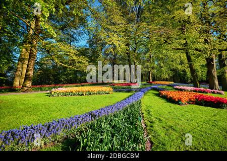 Rosa Tulpen blühen Blumenbeete im Keukenhof flower garden, auch bekannt als der Garten Europas, eine der weltweit größten Blumengärten und beliebt Stockfoto