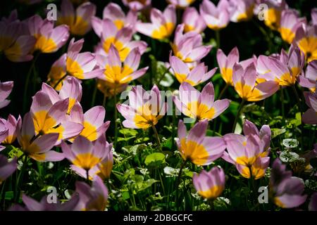 Blühende rosa Tulpen Tulipa saxatilis Blumenbeet im Keukenhof Blumengarten aka The Garden of Europe, einem der weltweit größten Blumengärten und Popul Stockfoto