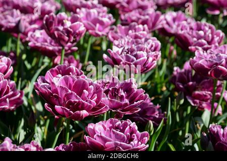 Blühende, doppelte, späte Tulpen (Pfingstrosen blühende Tulpen) im Keukenhof-Blumengarten aka The Garden of Europe, einem der größten Blumengarten der Welt Stockfoto