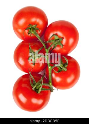 Zweig der frischen Tomaten mit Wassertröpfchen auf weiß isoliert Stockfoto