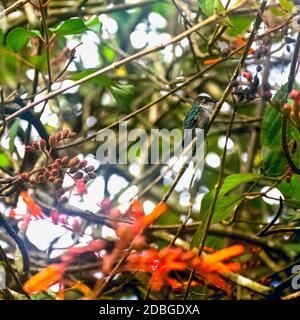 Bienenkolibri, Nunzucto oder Helena Kolibri (Mellisuga helenae) - der kleinste Vogel der Welt - Peninsula de Zapata / Zapata Swamp, Kuba Stockfoto