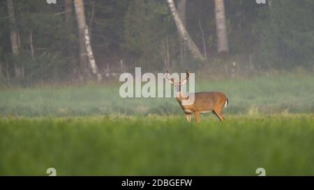 Alert Weißschwanzhirsch, odocoileus virginianus, Hirsch mit wachsenden Geweih mit Samt bedeckt Blick in die Kamera auf Wiese im Sommer Natur mit Kopie Stockfoto