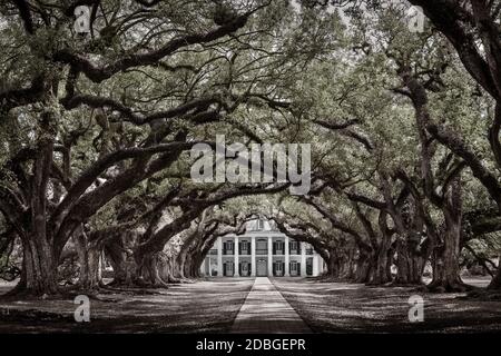 Oak Alley Plantage historische Stätte New Orleans USA schwarz-weiß Stockfoto