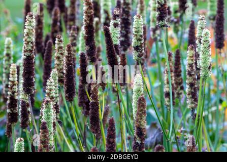 Agastache rugosa 'Alabaster', ein weißer Blütenhysop mit langen schlanken Blütenköpfen. Vertikales Muster in grünen und braunen Farbspitzen Stockfoto
