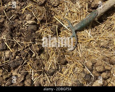 Mist mit Pitchfork, Mist mit landwirtschaftlichen Werkzeug Stockfoto