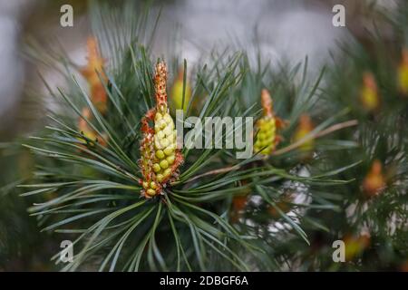 Blühende Kiefernknospen aus nächster Nähe in einer natürlichen Umgebung Stockfoto
