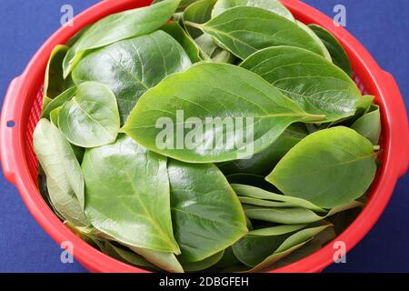 Persimmon Blätter, Kräutermedizin in einem swordã € € Ã € Stockfoto