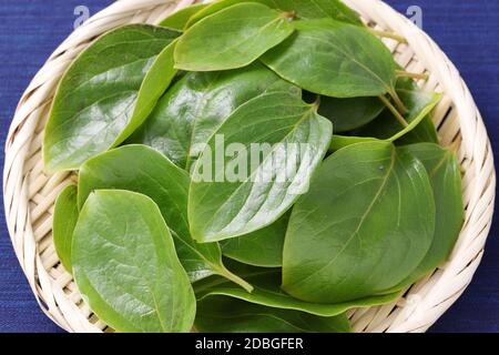 Persimmon Blätter, Kräutermedizin in einem Bambuskorb Stockfoto