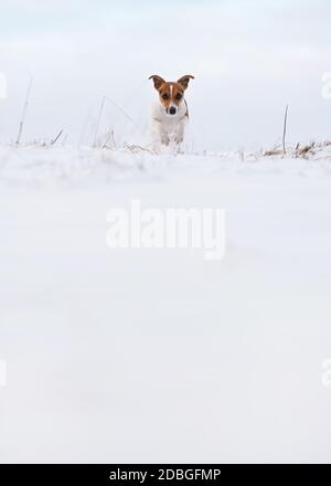 Kleiner Jack Russell Terrier Hund läuft auf schneebedecktem Feld in Richtung Kamera, Platz für Text unten. Stockfoto