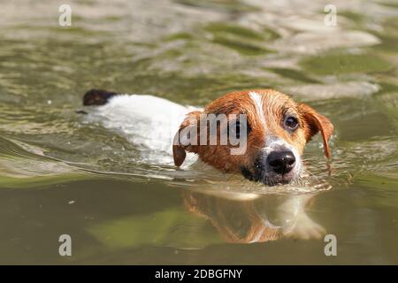 Kleine Jack Russell Terrier im Fluss schwimmen, nur ihr Kopf sichtbar über dem Wasser, Nahaufnahme Detail. Stockfoto