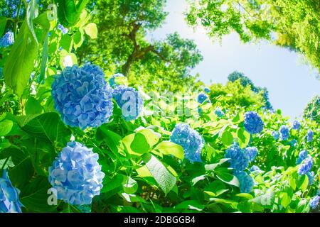 Blaue Hortensien und frisches Grün. Aufnahmeort: Kamakura, Präfektur Kanagawa Stockfoto