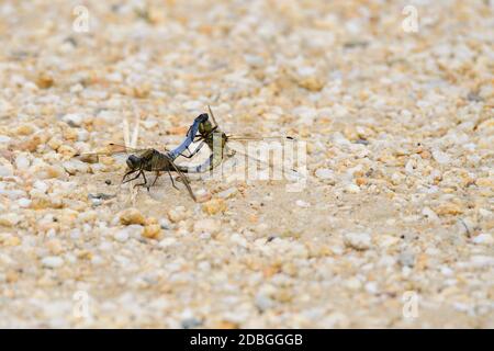 Schwarzschwanz-Skimmer (Orthetrum cancellatum) unterwegs Stockfoto