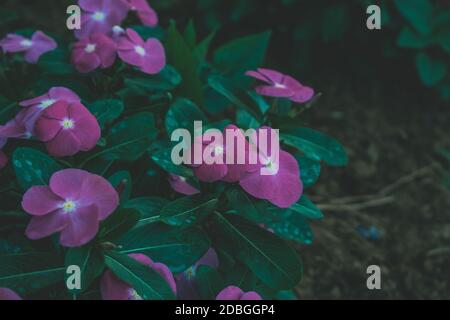 Nahaufnahme von Blumen und Pflanzen im Park Stockfoto