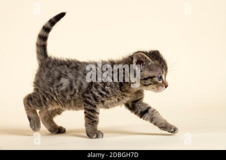 Europäische Wildkatze oder Waldkatze (Felis silberris), Jungtier, pirscht sich an, Captive, 8 Wochen, Studioaufnahme, Österreich Stockfoto