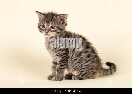 Europäische Wildkatze oder Waldkatze (Felis silberris), Jungtier, sitzend, Captive, 8 Wochen, Studioaufnahme, Österreich Stockfoto