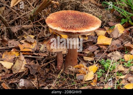 Pilzwachstum im Wald, Suffolk, Großbritannien Stockfoto