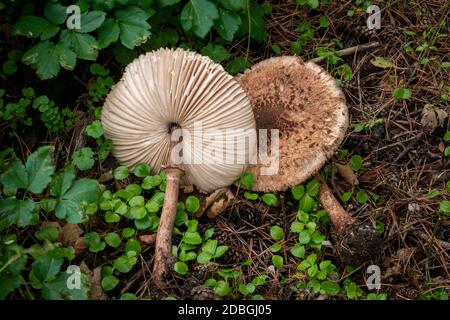 Sonnenschirm Pilz in Suffolk, Großbritannien Stockfoto