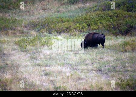 Bison Essen in der National Bison Range Stockfoto