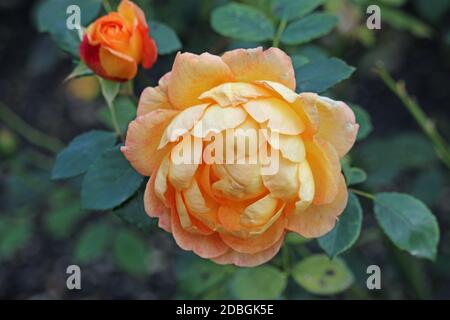 Zwei orange Rosenblüten der Sorte Lady of Shalott, auch bekannt als Ausnyson, mit einem dunklen Hintergrund aus verschwommenen Blättern. Stockfoto