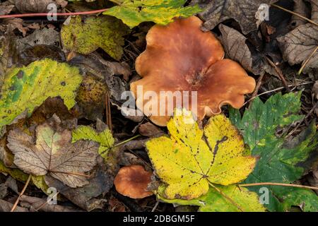 Pilzwachstum im Wald, Suffolk, Großbritannien Stockfoto