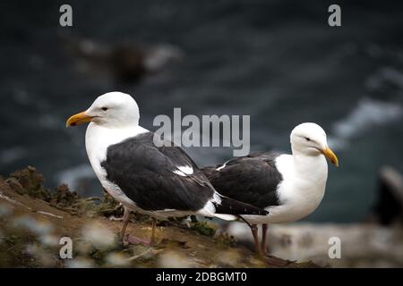 Zwei Möwen am Aussichtspunkt Stockfoto