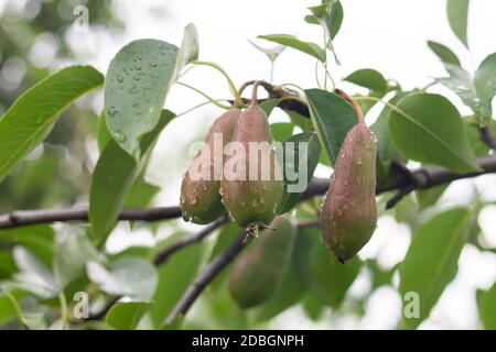 Reife Bio-Birnen hängen an Baum im Sommer Obstgarten Stockfoto