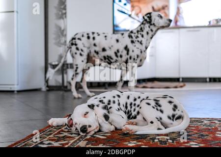 Dalmatiner im Haus, in der Küche. Ein Welpe schläft im Vordergrund, ein erwachsener Hund im Hintergrund. Konzentrieren Sie sich auf einen Welpen schlafen auf dem Teppich. Selektiver Fokus. Unscharfer Hintergrund. Stockfoto