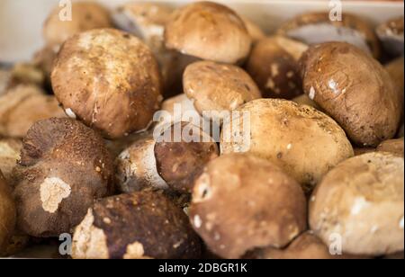 Nahaufnahme paar Steinpilze auf dem Markt in Italien Stockfoto