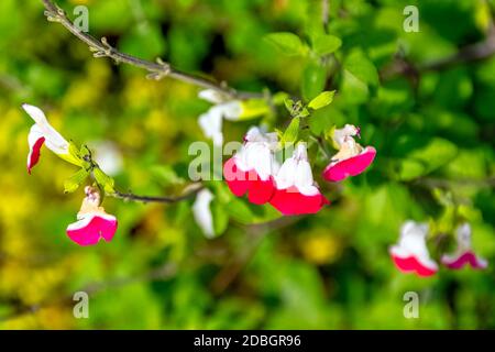 Salvia microphylla, bekannt als Myrte der Berge, kleine Laub, salvia heiße Lippen, Baby, schwarze Johannisbeere oder Grahams Salbei Stockfoto