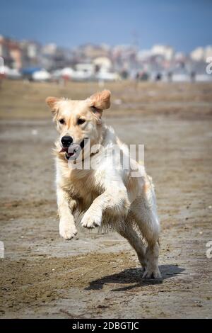 golden Retriever Hund läuft frei auf dem Strand springen Stockfoto