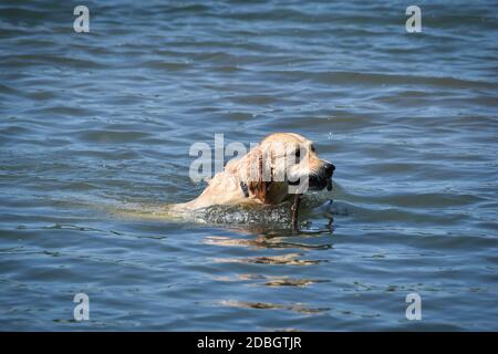 golden Retriever Hund schwimmt im Wasser bringt einen hölzernen Bleiben Sie zurück zum Ufer Stockfoto