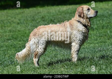 Schöne goldene Retriever Hund im Profil alle bafgnato nach dem Schwimmen Stockfoto