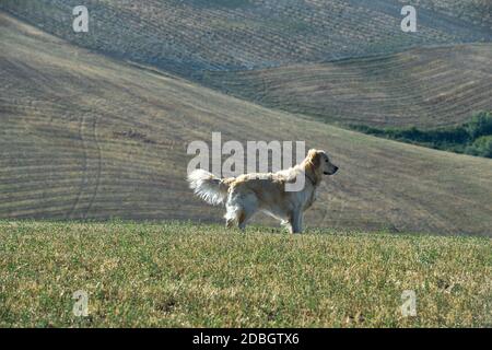 golden Retriever Hund im Profil in einem Sommerfeld Stockfoto