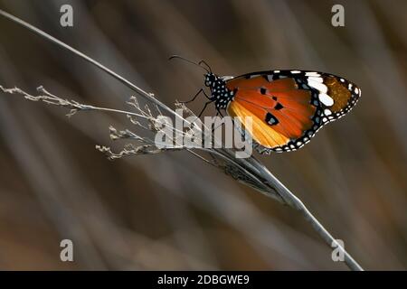 Einfarbiger Schmetterling des Tigers Stockfoto