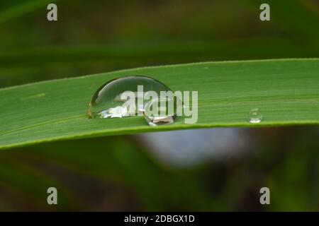 Wassertropfen auf einem grünen Rasen Stockfoto