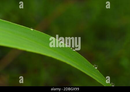 Wassertropfen auf einem grünen Rasen Stockfoto
