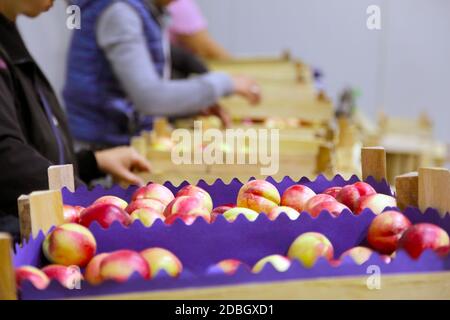 Arbeiter in der Linie der verpackten Früchte Stockfoto