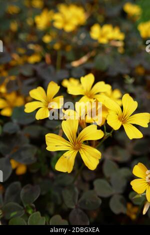 Trifolium-Kleeblatt Stockfoto