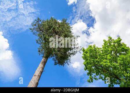 Krone von hohen Kiefern über Kopf im Wald gegen einen blauen Himmel. Wilde Natur der Wälder. Wald im Sommer. Schöne Bäume am blauen Himmel Stockfoto