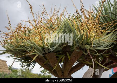 fargesia moontears Fargesia 'Moontears'® Boobux — Compact Bamboo main image 1