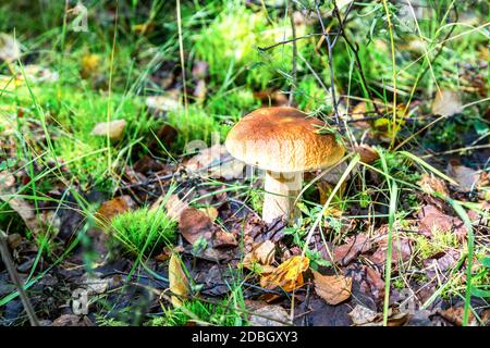 Wald essbare Pilz mit brauner Kappe in das grüne Moos und abgefallene Blätter. Boletus edulis Stockfoto