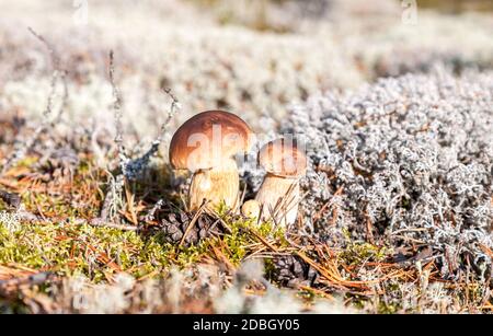 Waldpilze mit braunen Mützen im Moos. Boletus edulis. Wilde Natur der Wälder Stockfoto