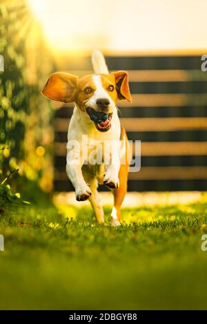 Beautifull drei Farben Beagle Hund Spaß im Garten im Freien laufen und springen mit dem Ball in Richtung Kamera Stockfoto